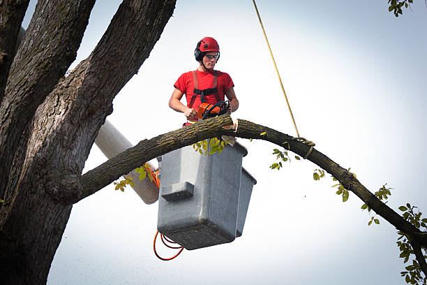 Trusted Columbus Af, MS Tree Removal Experts